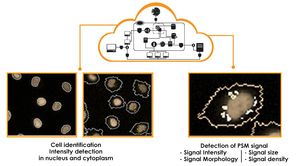 2. High content, cloud-based image analysis