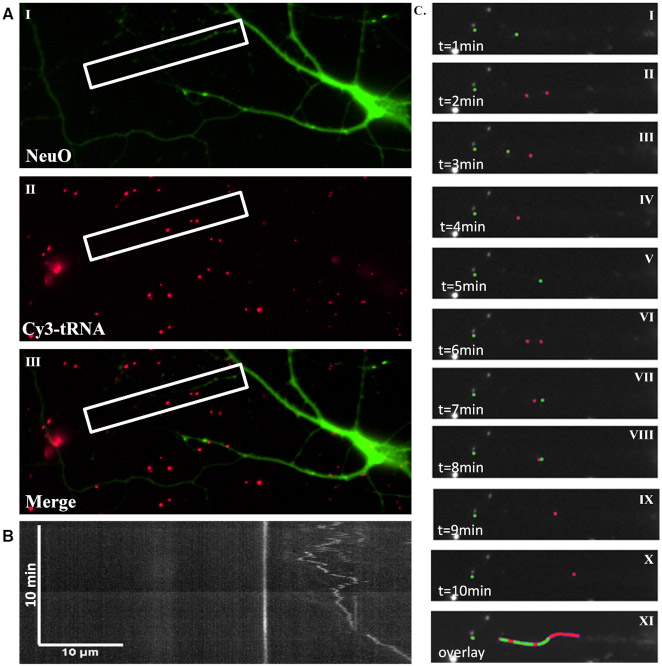 Measuring mRNA translation in neuronal processes and somata by tRNA-FRET