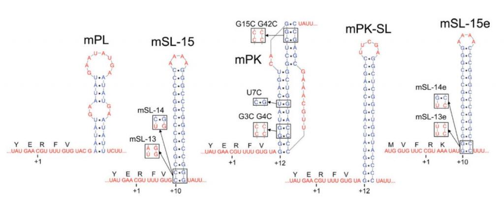 Dynamics of translation by single ribosomes through mRNA secondary structures